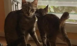怀孕猫妈带着小猫向人求救，途中发生车祸，被救后生下四只猫