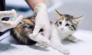 小猫打疫苗多少钱一针