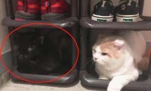 网友刚买的鞋架就被两只猫霸占了，仔细一看笑喷，你也太萌了吧！