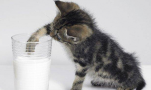 小猫咪能喝纯牛奶吗