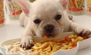 幼犬可以吃什么零食