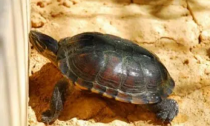 安南龟是什么品种