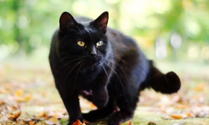 黑猫在猫界的地位高吗