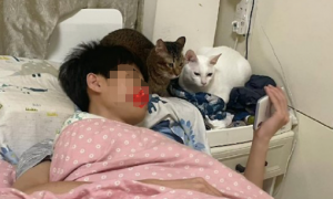 儿子躺在床上看手机，两只猫咪也趴在旁边跟着看：好剧一起分享