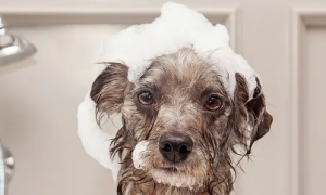 狗能用人的沐浴露吗