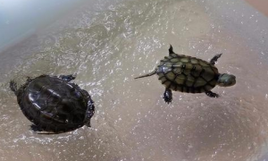 乌龟冬眠在水里还是在陆地