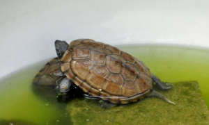 乌龟一般放多少水合适
