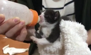 小猫能喝什么奶