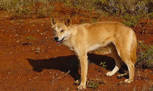 澳洲野犬多少钱一只