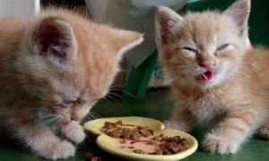 小猫什么时候断奶吃猫粮