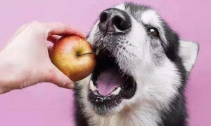 狗苹果核吃几个能毒死
