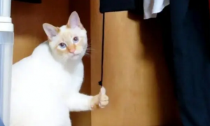 发现猫咪钻进衣柜玩，刚要骂却被它的手势笑喷，猫：给你点赞哦