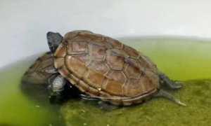 养龟放多少水合适