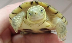 黄喉拟水龟公母区分