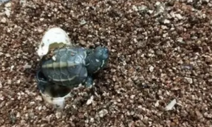 乌龟孵化后蛋壳用扔吗