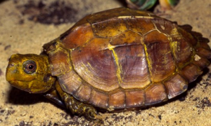 锯缘龟有哪些品种