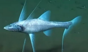 深海狗母鱼为什么变奇怪
