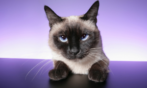 淡紫色暹罗猫和蓝重点怎么区别