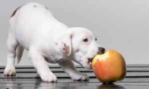 小狗能吃苹果吗
