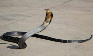 眼镜王蛇vs银环蛇