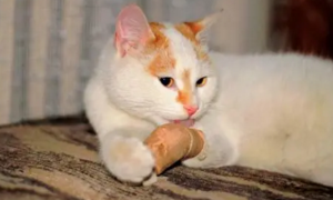 怎么判断猫咪腿是扭伤还是骨折