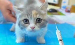 猫咪多久才能打狂犬疫苗