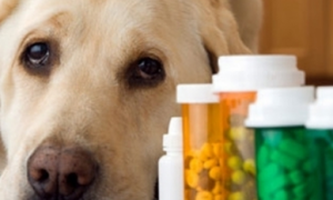 狗长期能吃的止痛药有哪些