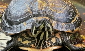 黄耳龟冬眠前应该怎么做
