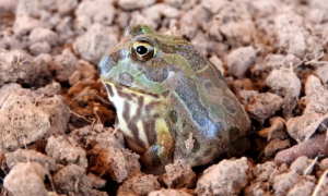 为什么它是最容易养死的角蛙？ | 霸王角蛙