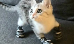 小猫咪穿鞋子