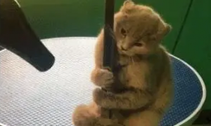 第一次来宠物店的猫，被吹风机吓得不轻，网友：你是猴子派来的吗