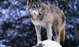 基奈山狼和北美灰狼哪个厉害
