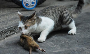 猫只吃老鼠能活吗