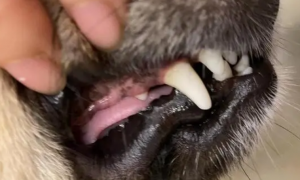 犬齿代表什么
