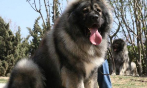 中国体型最大的士狗