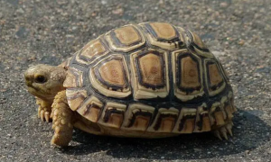 豹纹陆龟是几级保护