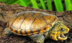 鹰嘴龟寿命一般有多少年