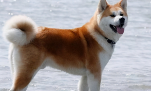 秋田犬多少钱 有日系和美系两种秋田犬