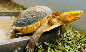 黄缘龟是陆龟还是水龟