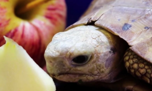 乌龟可以吃苹果吗