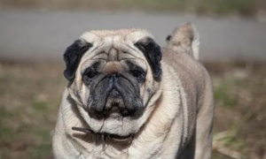 巴哥犬的幸福生活：轻松护理，快乐成长！
