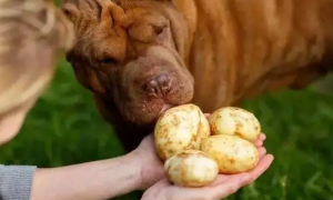 狗能吃土豆吗
