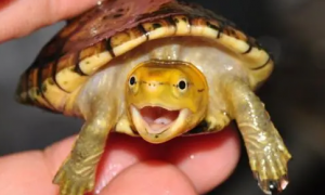 白唇蛋龟是深水龟吗
