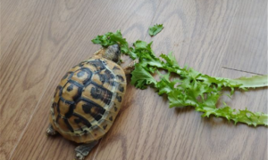 陆龟十种蔬菜