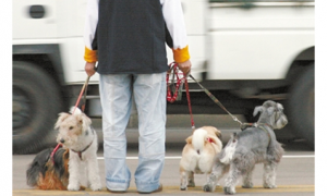 珠海市养犬条例实施半月，但不文明养犬现象还普遍存在