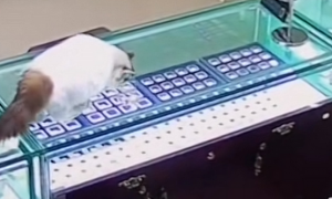 上海一珠宝店钻石误被猫咪吞食，店员：老板戴手套从大便里掏出