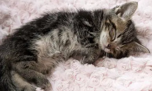 幼猫总睡觉正常吗