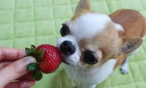 小狗能吃草莓吗
