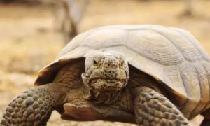 生活在沙漠里的乌龟叫什么