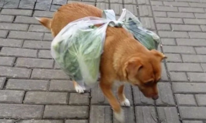 狗狗绑着纸条进超市，店员觉得不对劲，主人太“坑狗”了